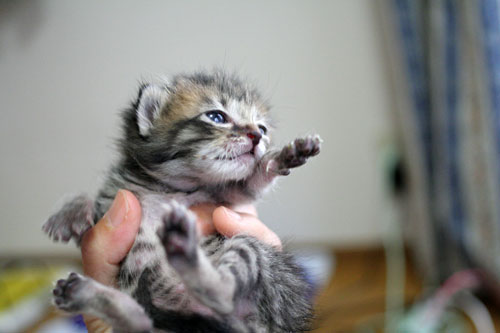 赤ちゃん猫★写真いっぱい!_d0355333_16492400.jpg