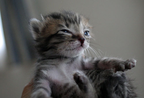 赤ちゃん猫★写真いっぱい!_d0355333_16492493.jpg