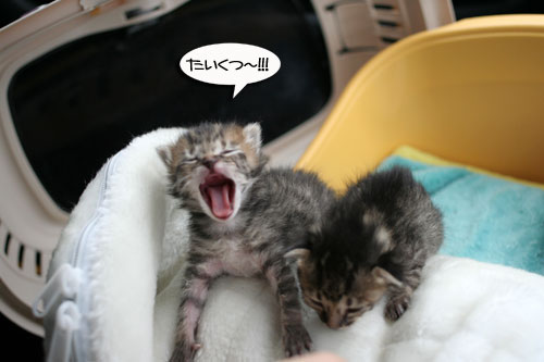 赤ちゃん猫★病院へ行く_d0355333_16492690.jpg