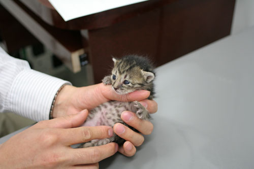 赤ちゃん猫★病院へ行く_d0355333_16492807.jpg