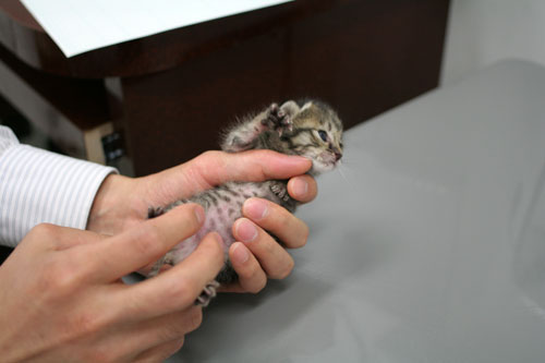 赤ちゃん猫★病院へ行く_d0355333_16492908.jpg