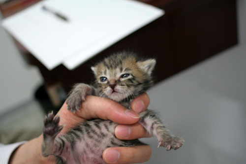 赤ちゃん猫★病院へ行く_d0355333_16492917.jpg