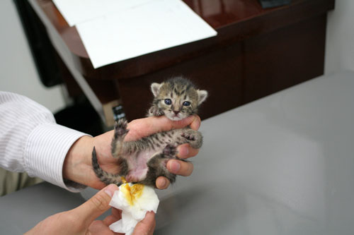赤ちゃん猫★病院へ行く_d0355333_16492921.jpg