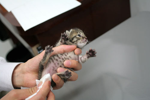 赤ちゃん猫★病院へ行く_d0355333_16492965.jpg