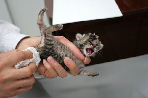 赤ちゃん猫★病院へ行く_d0355333_16492995.jpg
