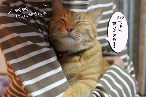 赤ちゃん猫★ミルクがおいしいね_d0355333_16493063.jpg