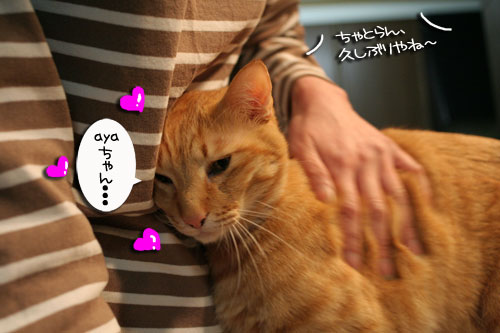 赤ちゃん猫★ミルクがおいしいね_d0355333_16493074.jpg