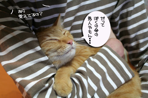 赤ちゃん猫★ミルクがおいしいね_d0355333_16493174.jpg