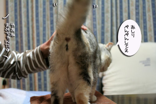 赤ちゃん猫★ミルクがおいしいね_d0355333_16493363.jpg