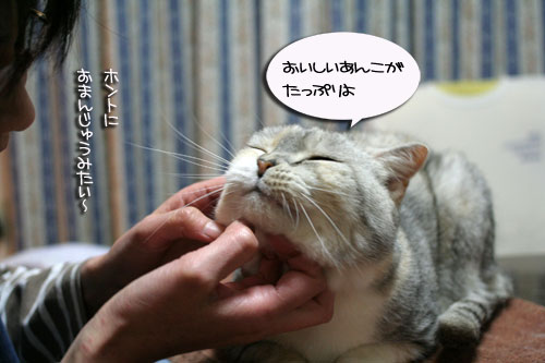 赤ちゃん猫★ミルクがおいしいね_d0355333_16493401.jpg
