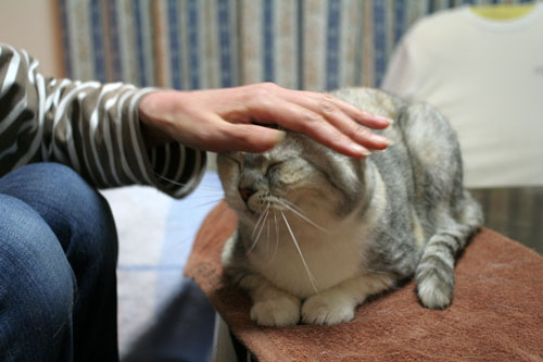 赤ちゃん猫★ミルクがおいしいね_d0355333_16493434.jpg