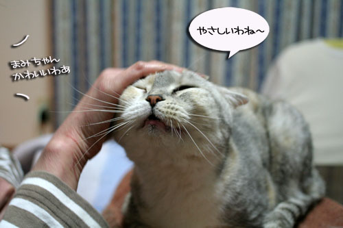 赤ちゃん猫★ミルクがおいしいね_d0355333_16493491.jpg