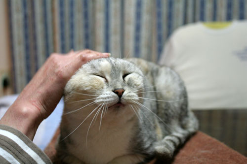 赤ちゃん猫★ミルクがおいしいね_d0355333_16493598.jpg