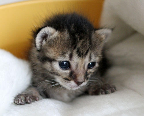 赤ちゃん猫★ミルクがおいしいね_d0355333_16493693.jpg