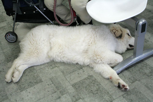 赤ちゃん猫★ミルクがおいしいね_d0355333_16493875.jpg
