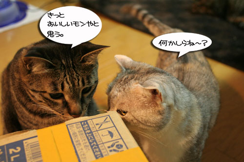 頂きものに飛びつくおいしい笑顔_d0355333_16494539.jpg