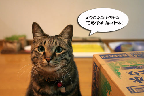 頂きものに飛びつくおいしい笑顔_d0355333_16494582.jpg