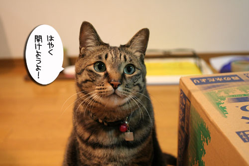 頂きものに飛びつくおいしい笑顔_d0355333_16494596.jpg