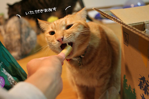 頂きものに飛びつくおいしい笑顔_d0355333_16494818.jpg