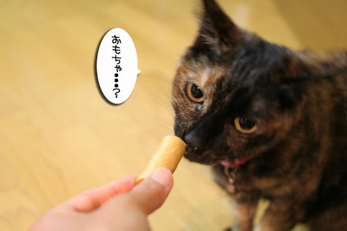 頂きものに飛びつくおいしい笑顔_d0355333_16494835.jpg