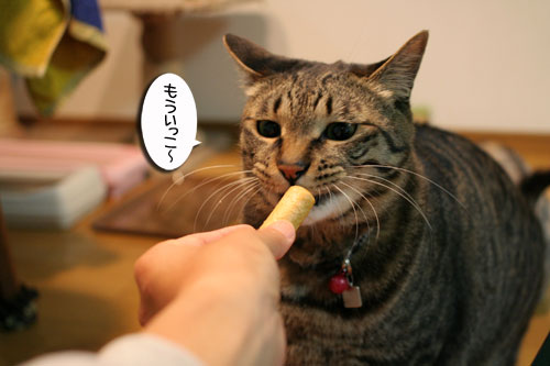 頂きものに飛びつくおいしい笑顔_d0355333_16494872.jpg