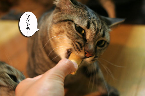 頂きものに飛びつくおいしい笑顔_d0355333_16494979.jpg