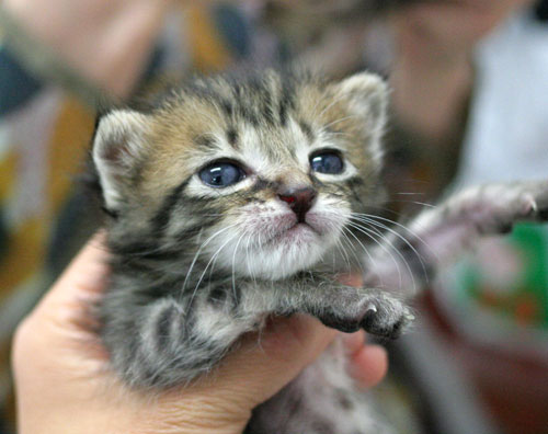 赤ちゃん猫★ご帰宅_d0355333_16495169.jpg