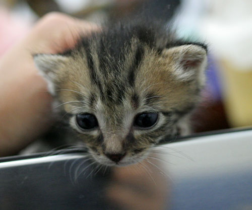 赤ちゃん猫★ご帰宅_d0355333_16495191.jpg
