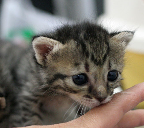 赤ちゃん猫★写真いっぱい!_d0355333_16495279.jpg