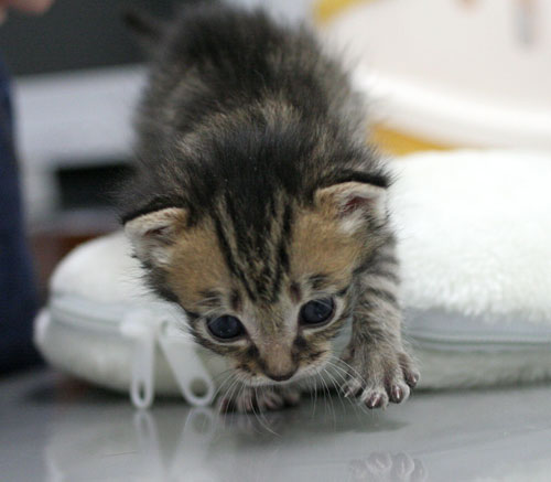 赤ちゃん猫★写真いっぱい!_d0355333_16495340.jpg