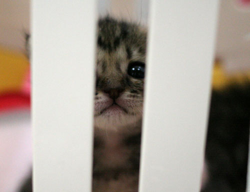 赤ちゃん猫★写真いっぱい!_d0355333_16495374.jpg