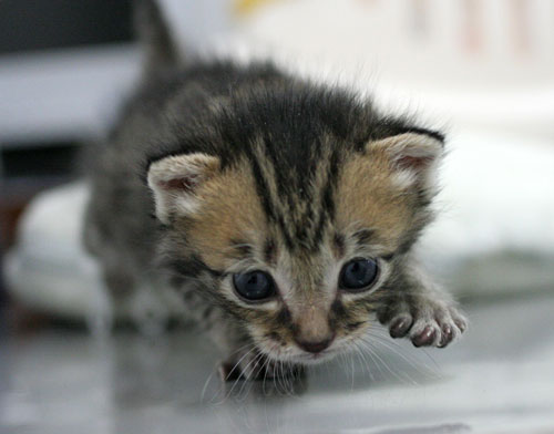 赤ちゃん猫★写真いっぱい!_d0355333_16495376.jpg