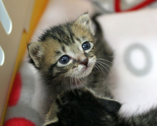 赤ちゃん猫★写真いっぱい!_d0355333_16495470.jpg