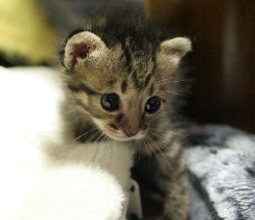 赤ちゃん猫★写真いっぱい!_d0355333_16495537.jpg