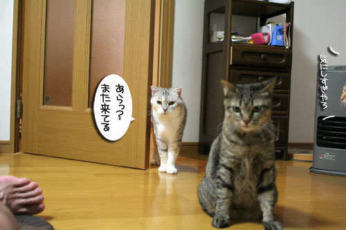 赤ちゃん猫★写真いっぱい!_d0355333_16495544.jpg