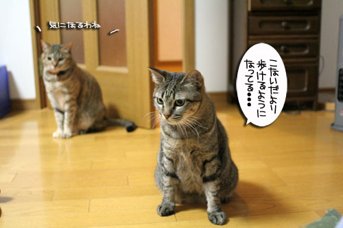 赤ちゃん猫★写真いっぱい!_d0355333_16495564.jpg