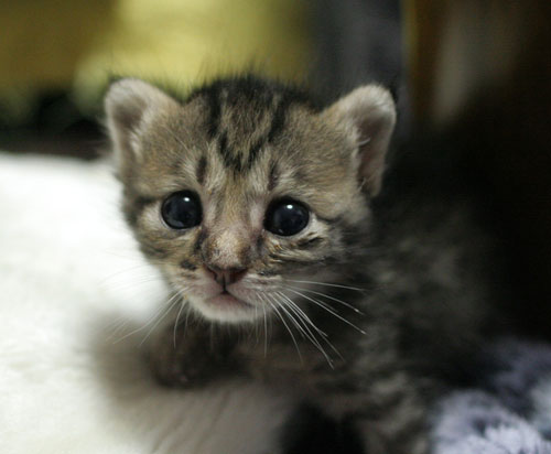 赤ちゃん猫★写真いっぱい!_d0355333_16495573.jpg