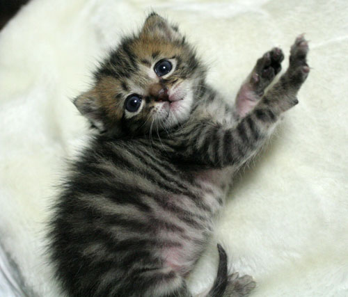赤ちゃん猫★写真いっぱい!_d0355333_16495575.jpg
