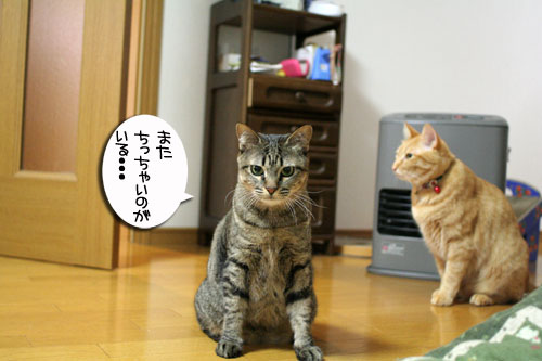 赤ちゃん猫★写真いっぱい!_d0355333_16495576.jpg