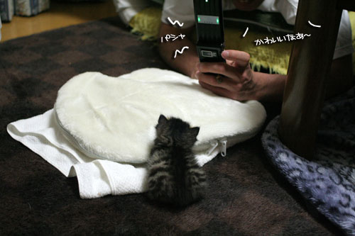赤ちゃん猫★写真いっぱい!_d0355333_16495690.jpg