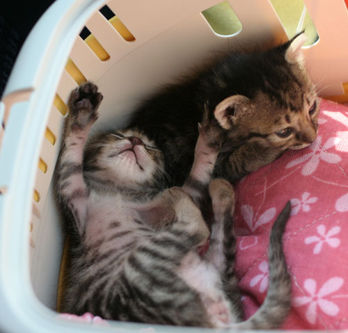 赤ちゃん猫★よいニュースと悪いニュース_d0355333_16495773.jpg