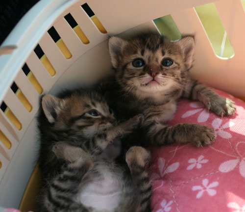 赤ちゃん猫★よいニュースと悪いニュース_d0355333_16495785.jpg