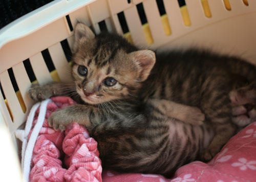赤ちゃん猫★よいニュースと悪いニュース_d0355333_16495820.jpg