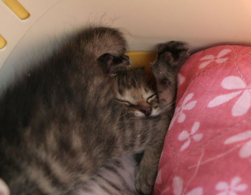 赤ちゃん猫★よいニュースと悪いニュース_d0355333_16495828.jpg