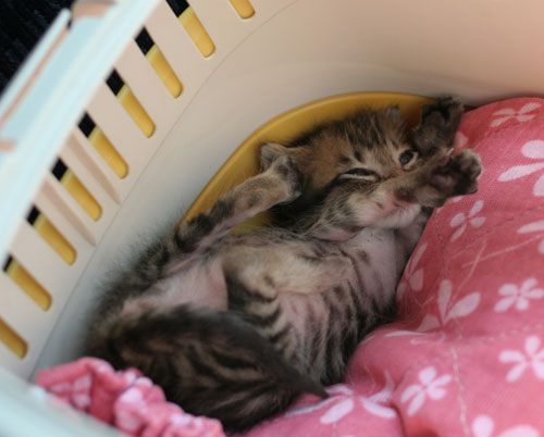 赤ちゃん猫★よいニュースと悪いニュース_d0355333_16495830.jpg