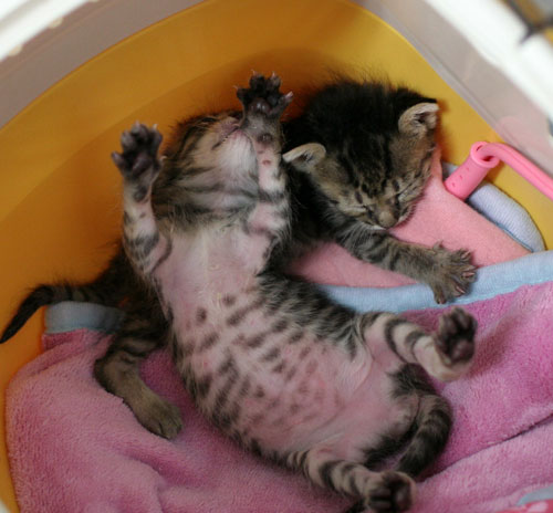赤ちゃん猫★よいニュースと悪いニュース_d0355333_16495903.jpg