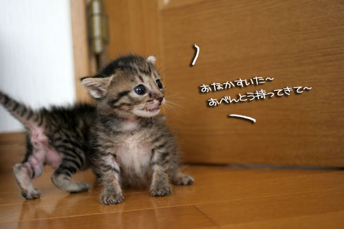 赤ちゃん猫★探検ちう!_d0355333_16500557.jpg