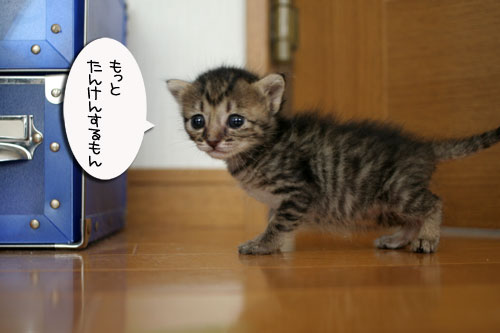 赤ちゃん猫★探検ちう!_d0355333_16500561.jpg