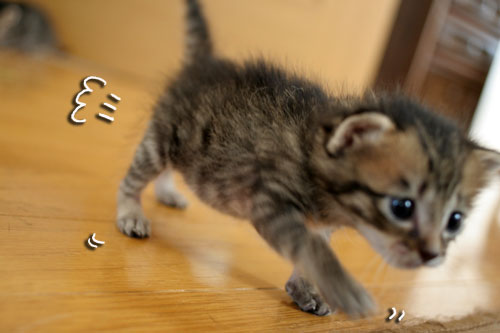 赤ちゃん猫★探検ちう!_d0355333_16500572.jpg