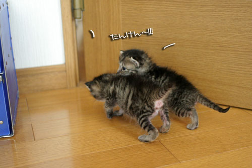 赤ちゃん猫★探検ちう!_d0355333_16500593.jpg